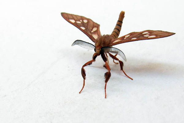 Tiny mosquito moth